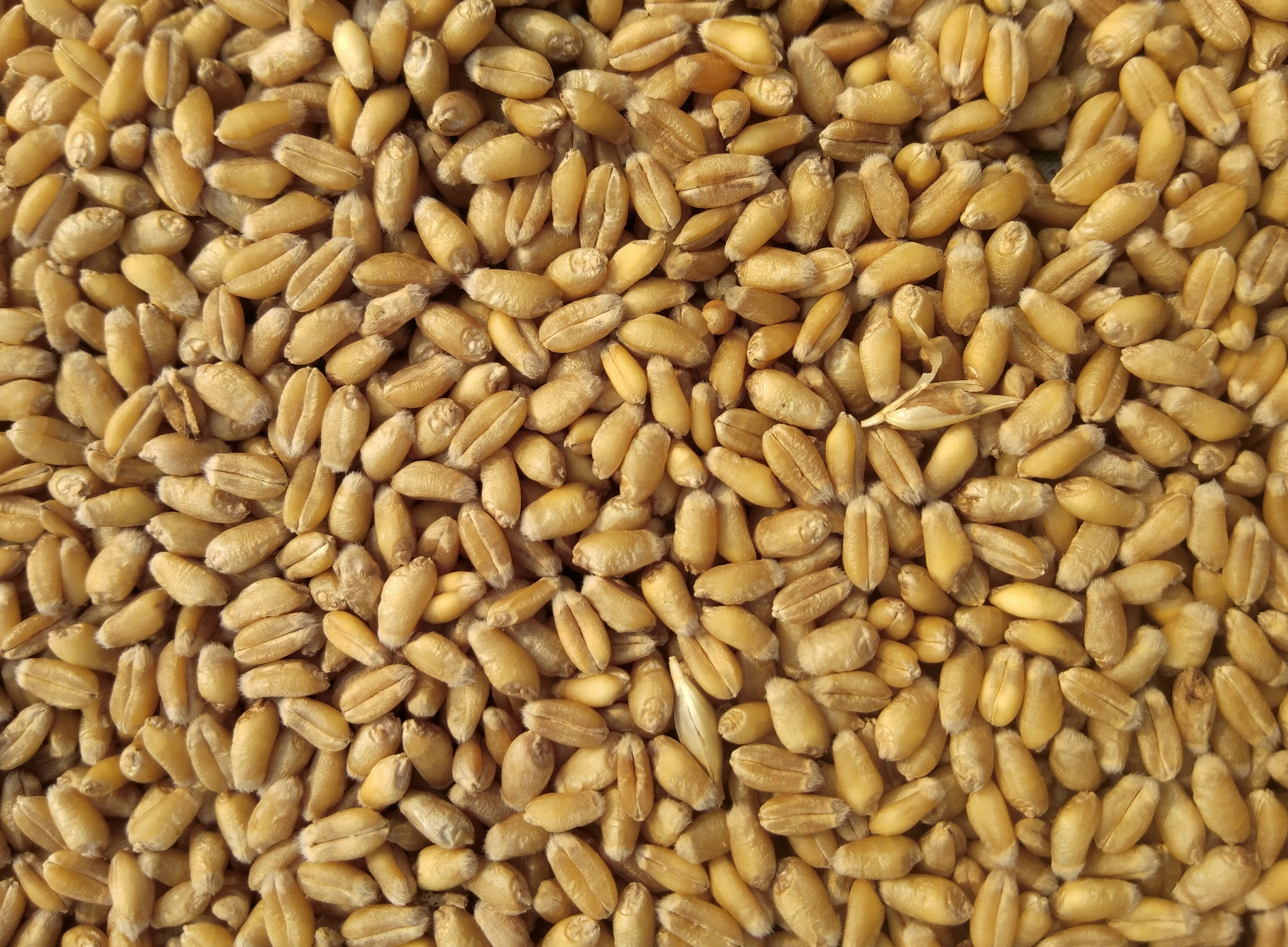 Fresh wheat grain